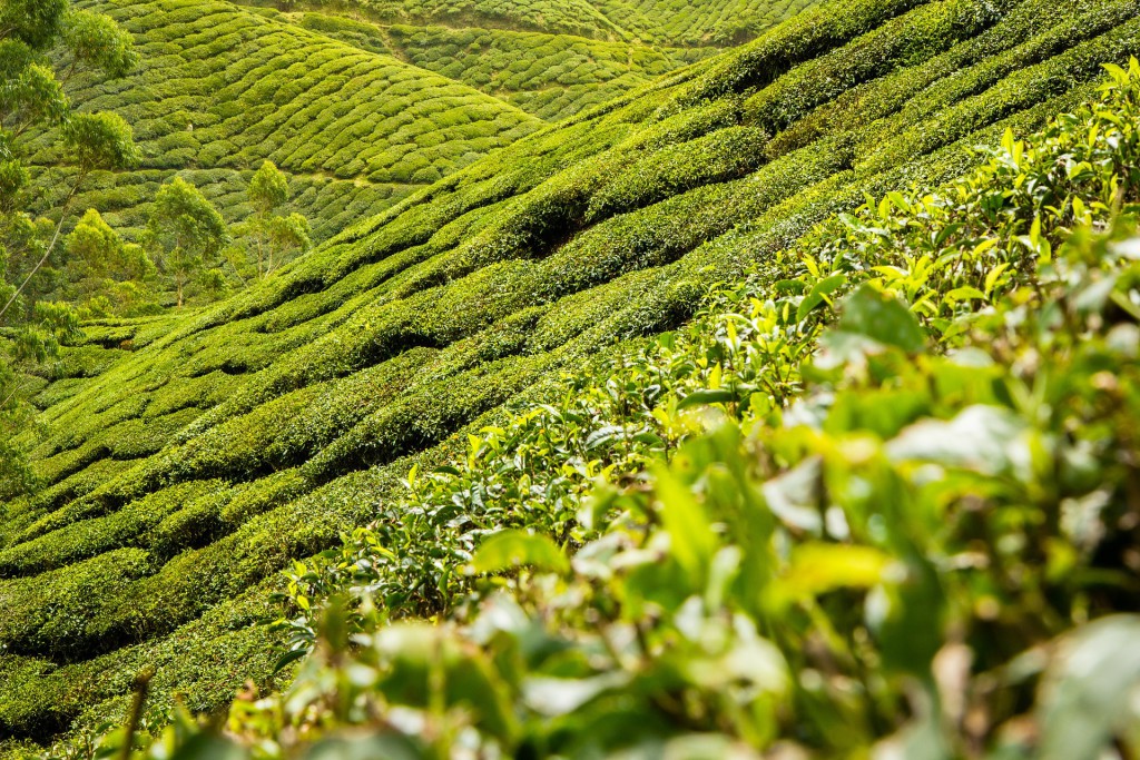 Anbaugebiet von Assam Tee in Indien