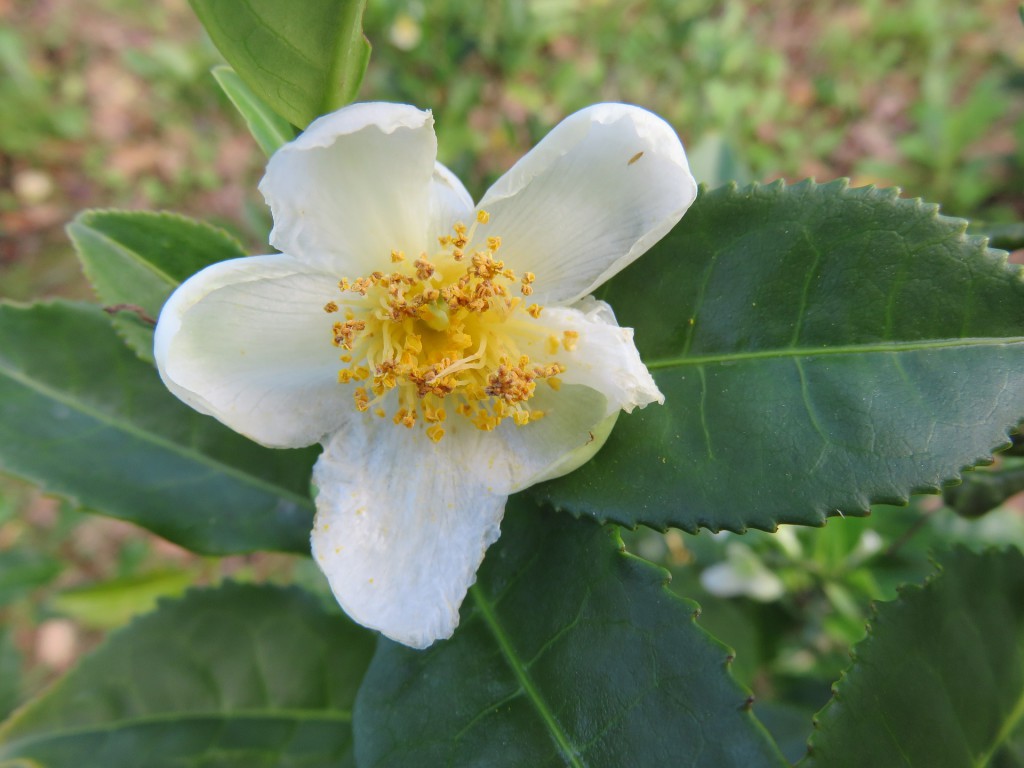 Camellia-Sinensis Pflanze aus der Weißer Tee hergestellt wird