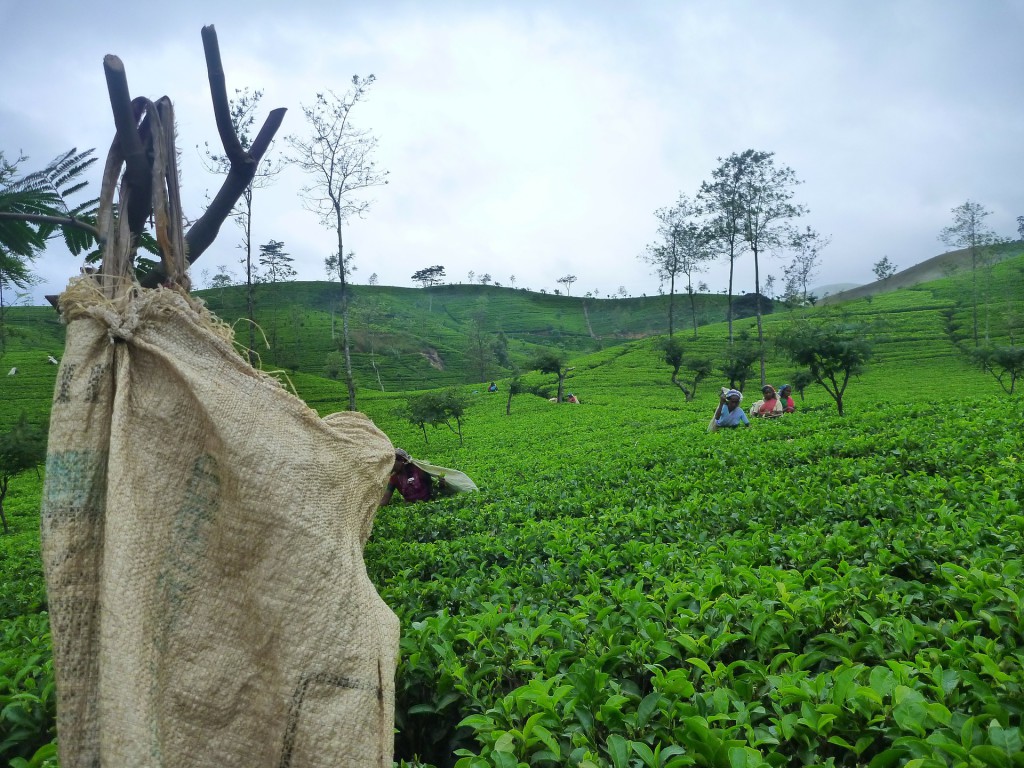 Ceylon Tee Anbaugebiet in Sri Lanka