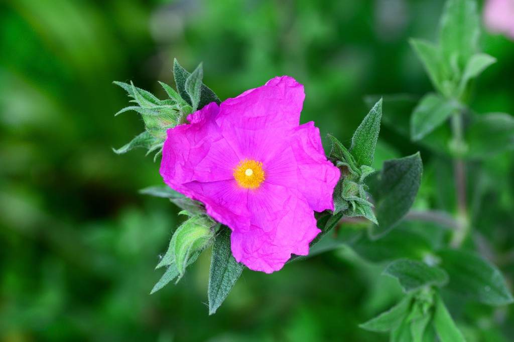 blühende Cistus-Pflanze aus der Tee hergestellt wird