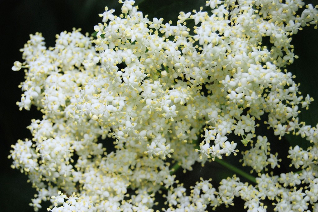 Frische Holunderblüten am Geäst