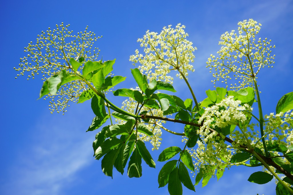 Geäst mit Blüten eines Holunderbaums