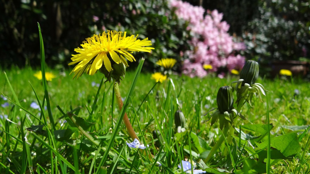 Wiese mit frischem Löwenzahn