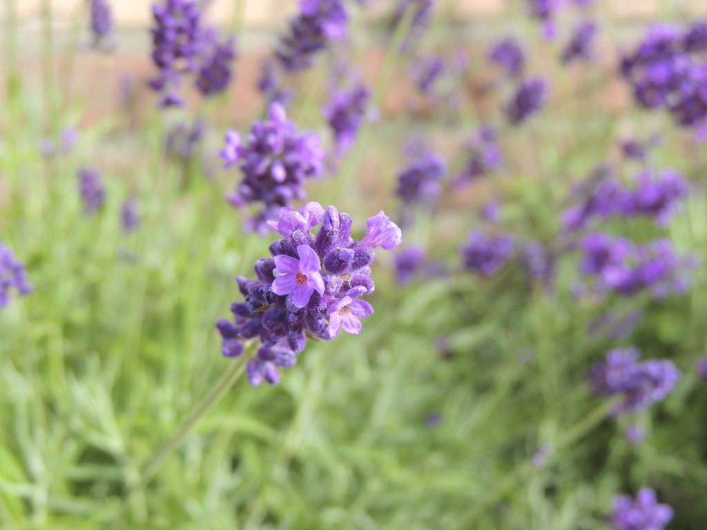 Salvia Blüten aus denen Salbei Tee entsteht