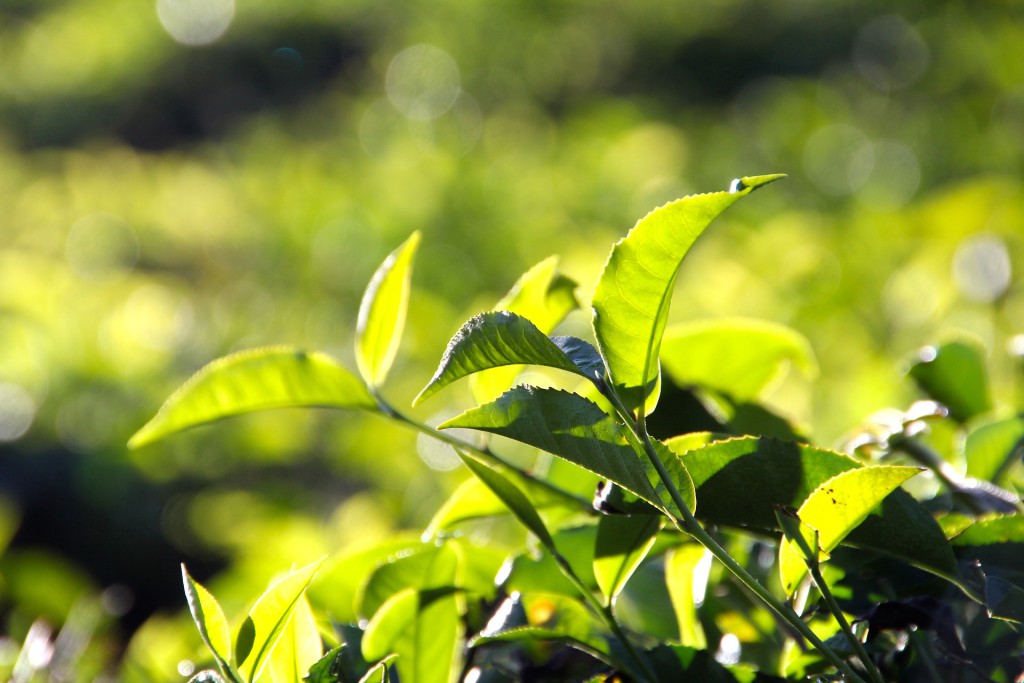 Teepflanze am gedeihen in den Bergen Indiens