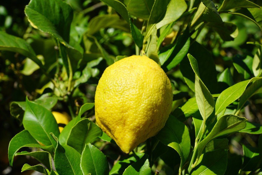 Zitronenbaum mit reifer Zitrone