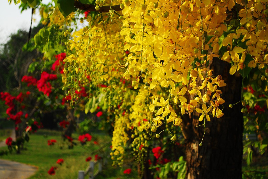 blühender Cassia Fistula Baum