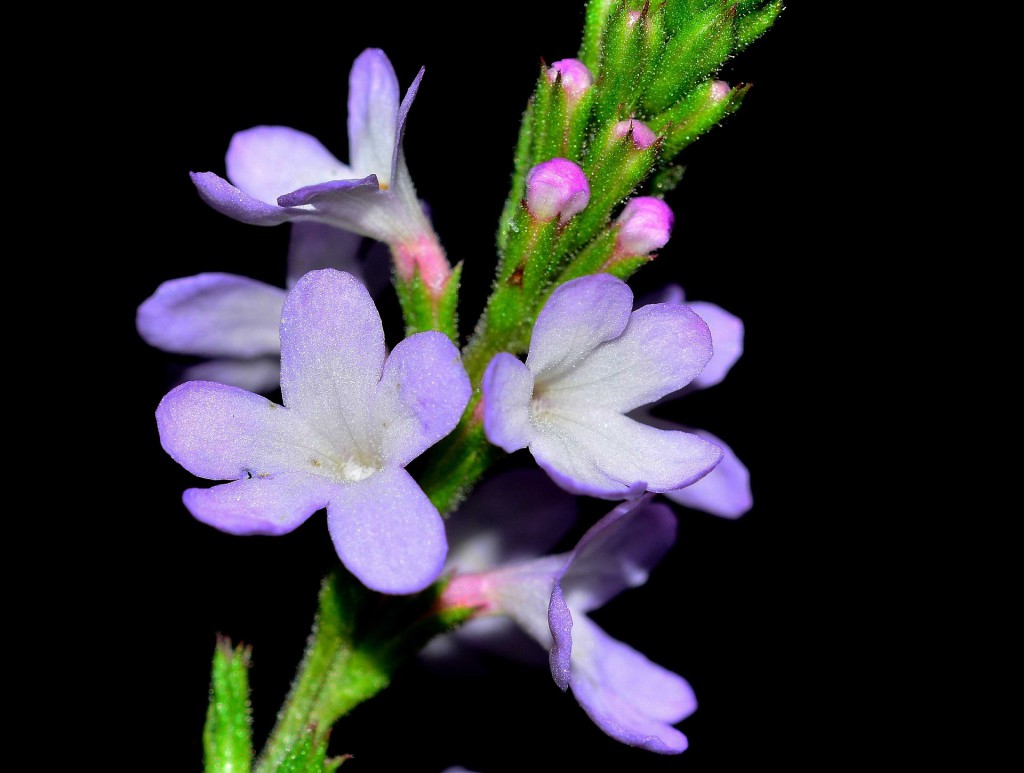 einzelne Blüte Eisenkraut Verbene