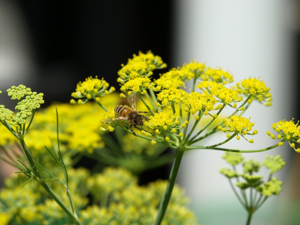 Gelbe Fenchelpflanze Blüten