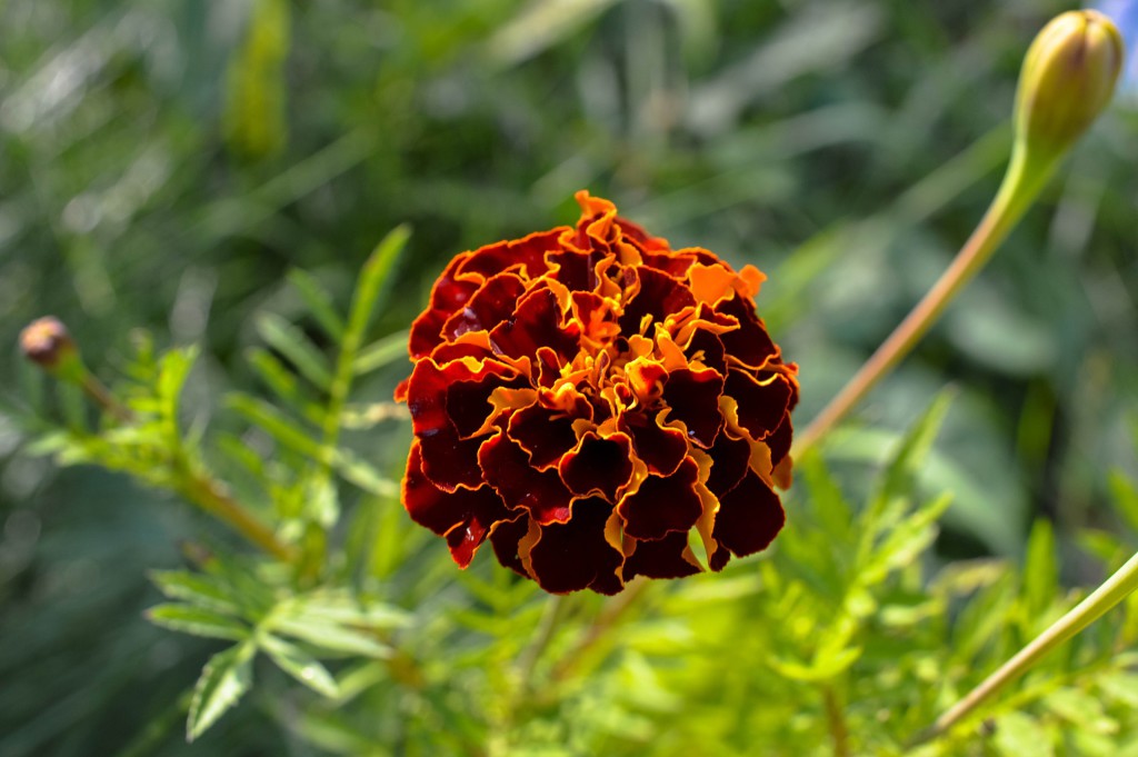 geschlossene Ringelblumenblüte