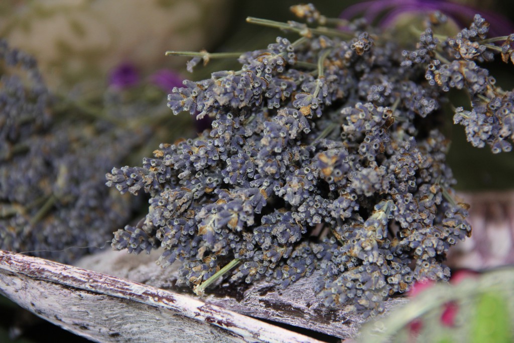 getrocknete Lavendel Sträucher