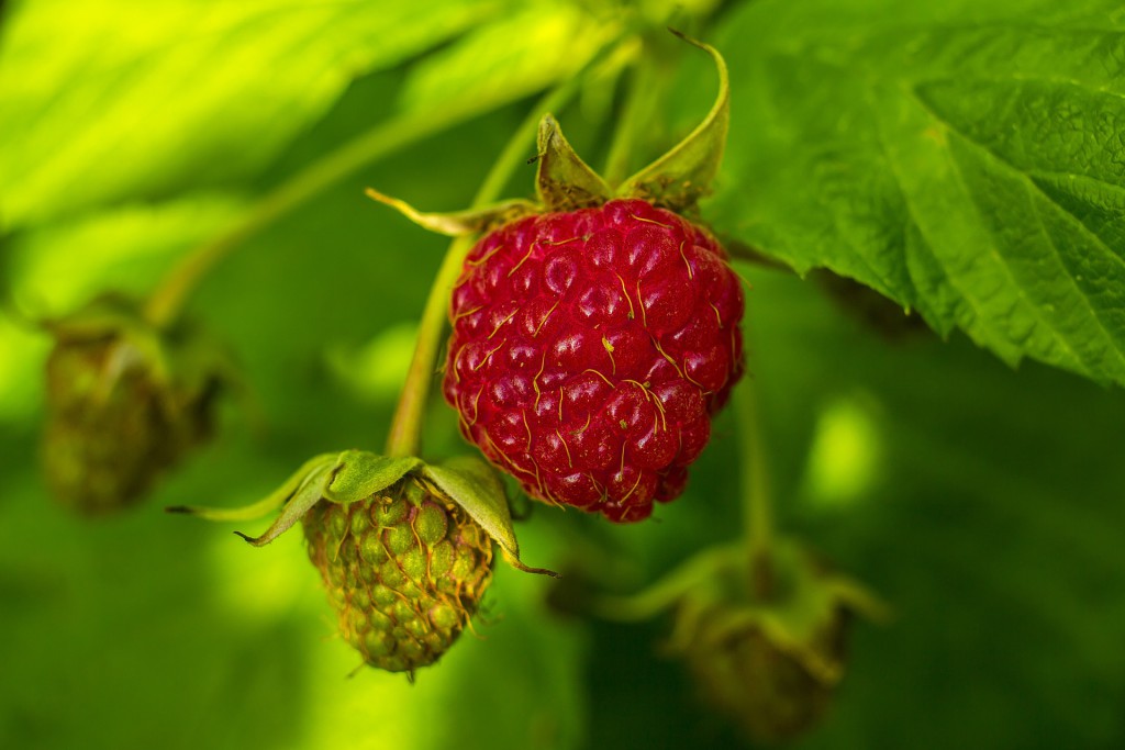 frische Himbeeren am Strauch
