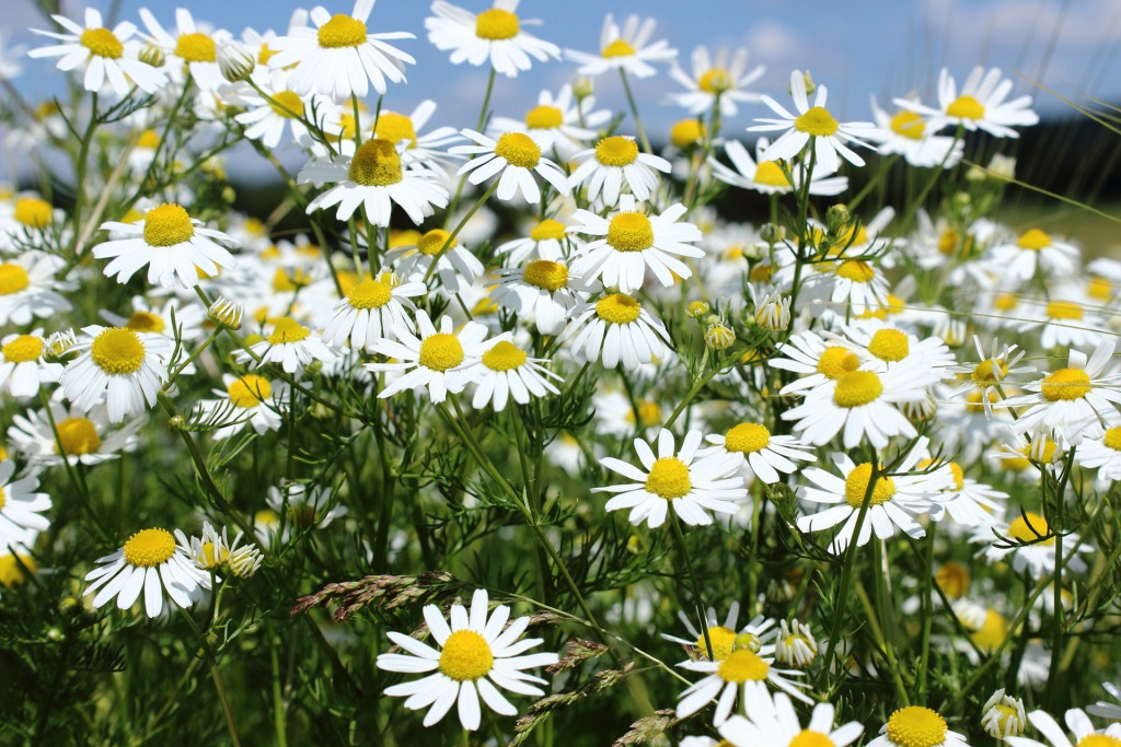 Wild wachsende Kamillenblumen