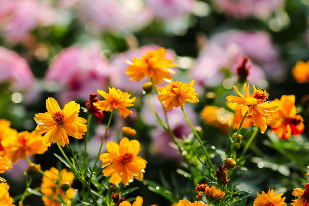 kleine Ringelblumen am blühen