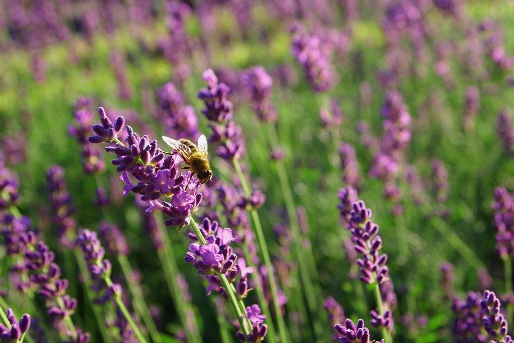 blühendes Lavendel Feld