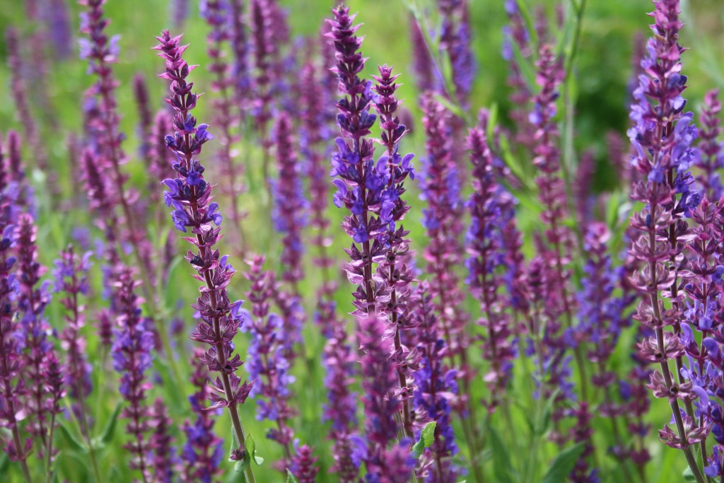 Feld voller Lavendelblüten - Nahaufnahme