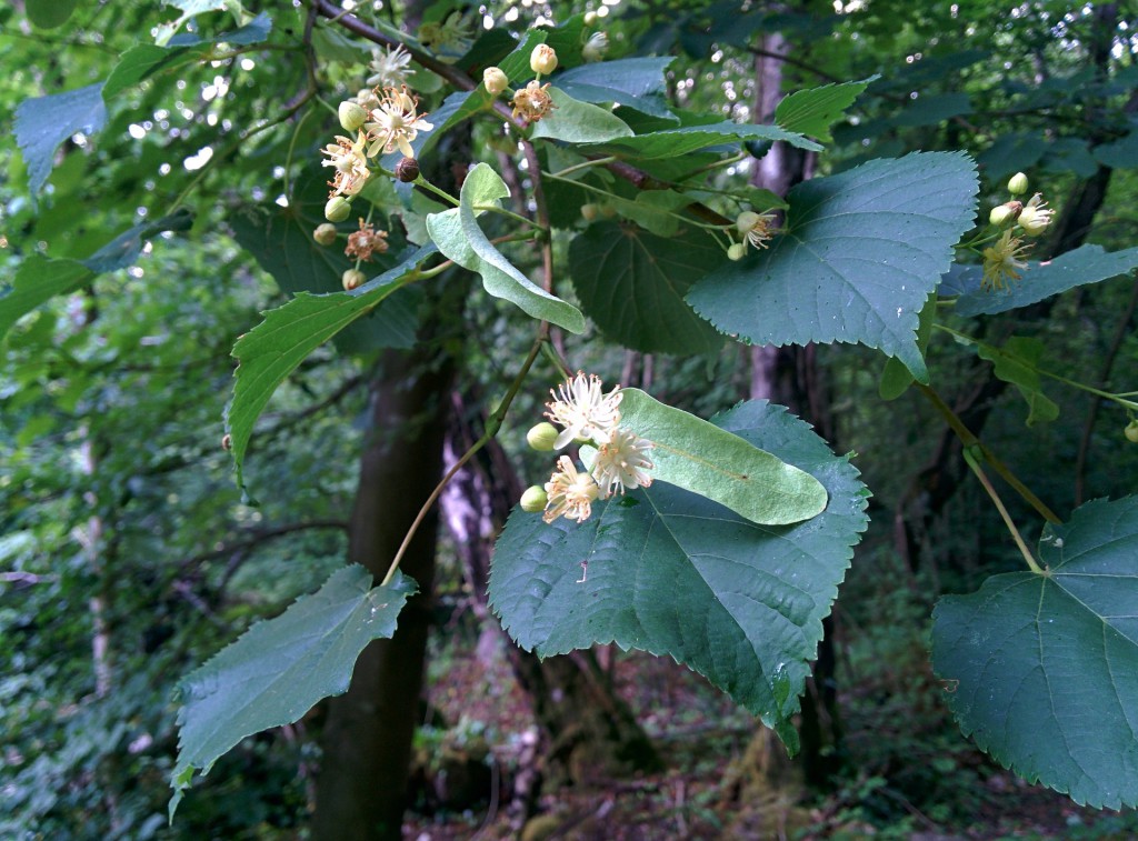 Lindenblüten und Knospen