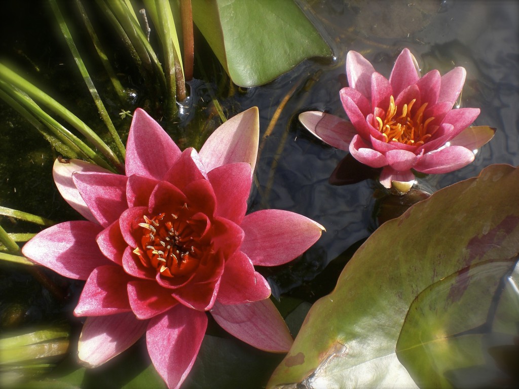 Lotusblüte - Inhaltsstoff im Ning Hong Tee