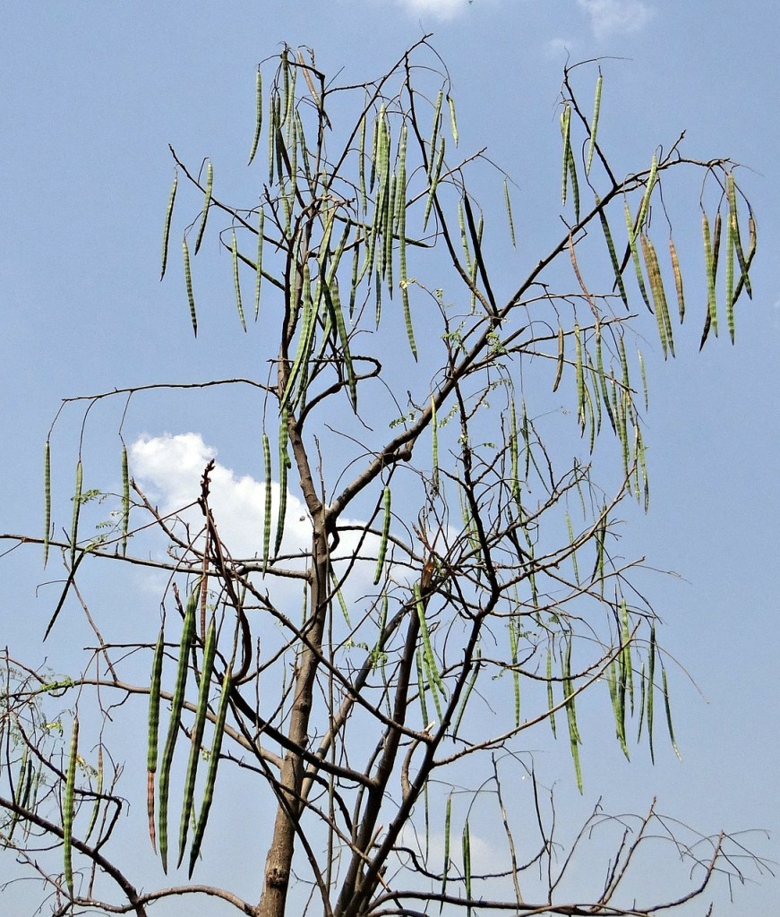 Moringa Oleifera Baum mit Schoten