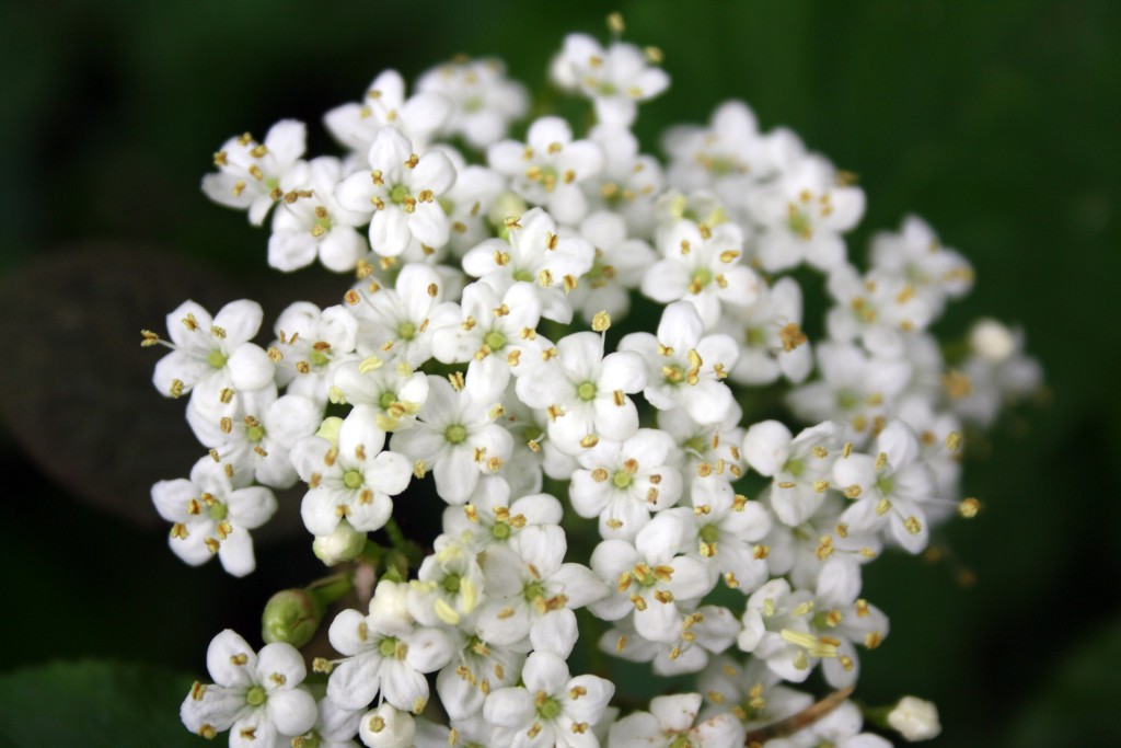 Nahaufnahme von Holunderblüten