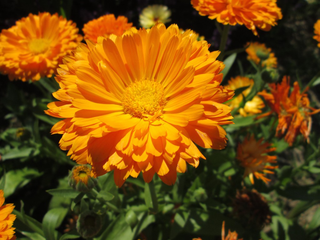 geöffnete Ringelblumenblüten