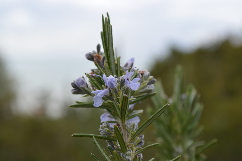 nahaufnahme Rosmarinblüte