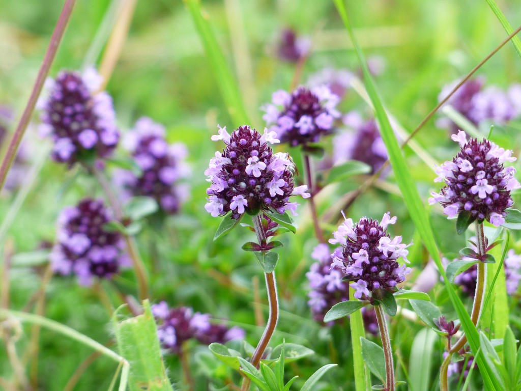 Thymian-Sträucher in der Blüte