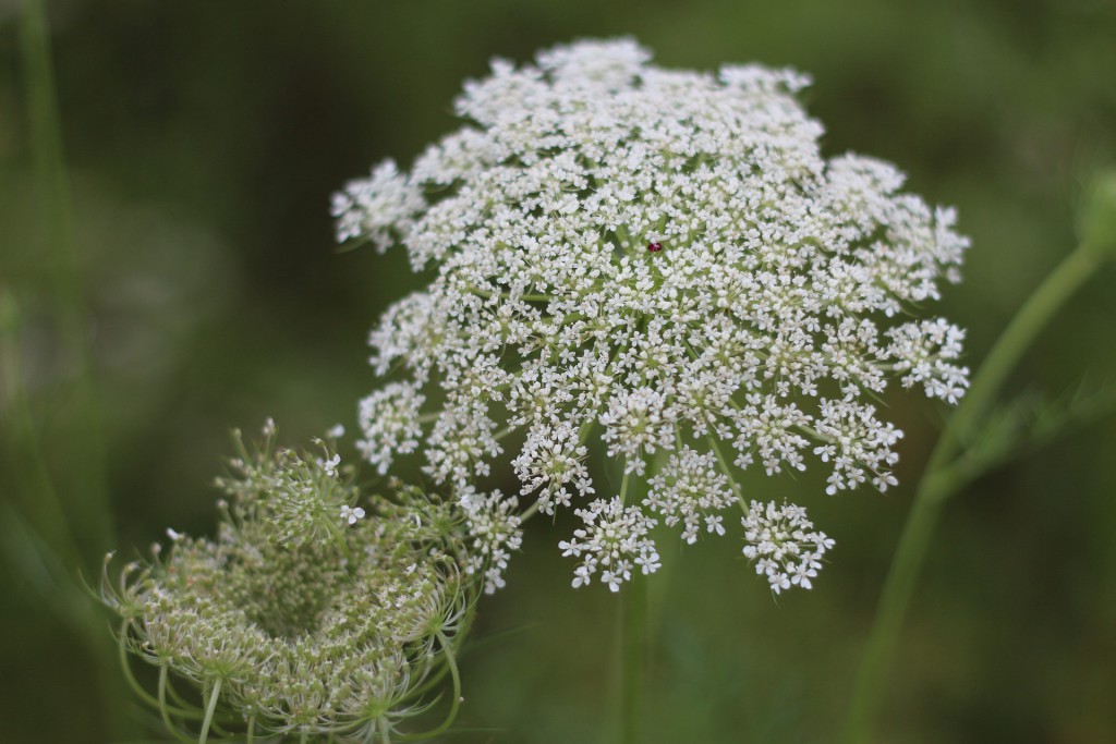 Wilde Fenchelpflanze Blüten Weiß