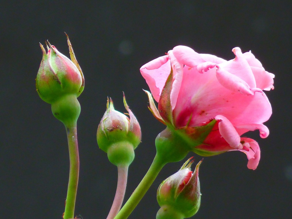 Rosenblüten zur Herstellung von Erblühtee