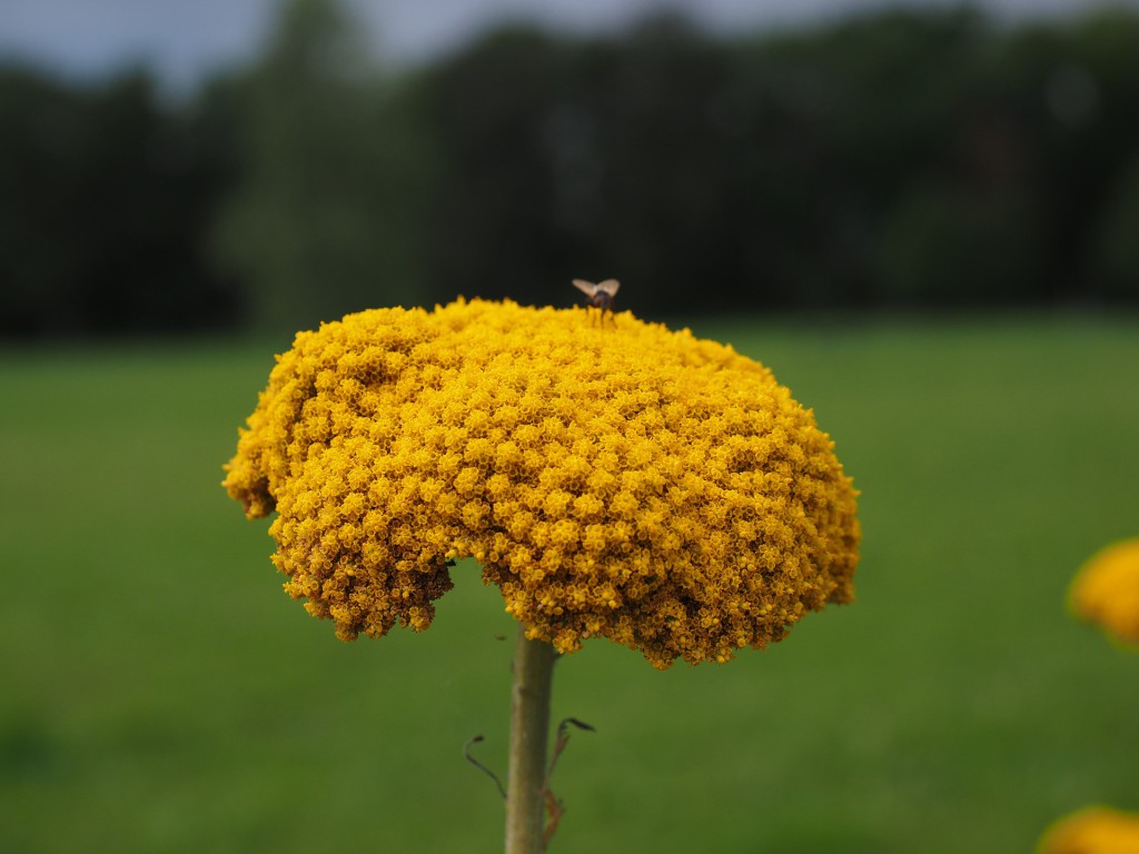 Schafgarben-Blüte zur Herstellung von Schafgarbentee