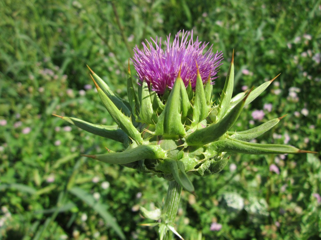 blühende Mariendistel