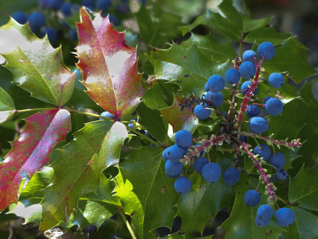 blühender Mistelzweig mit Beeren