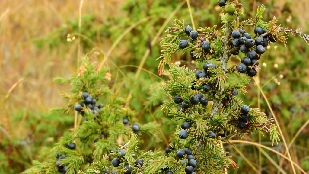 Wacholderstrauch mit frischen Beeren